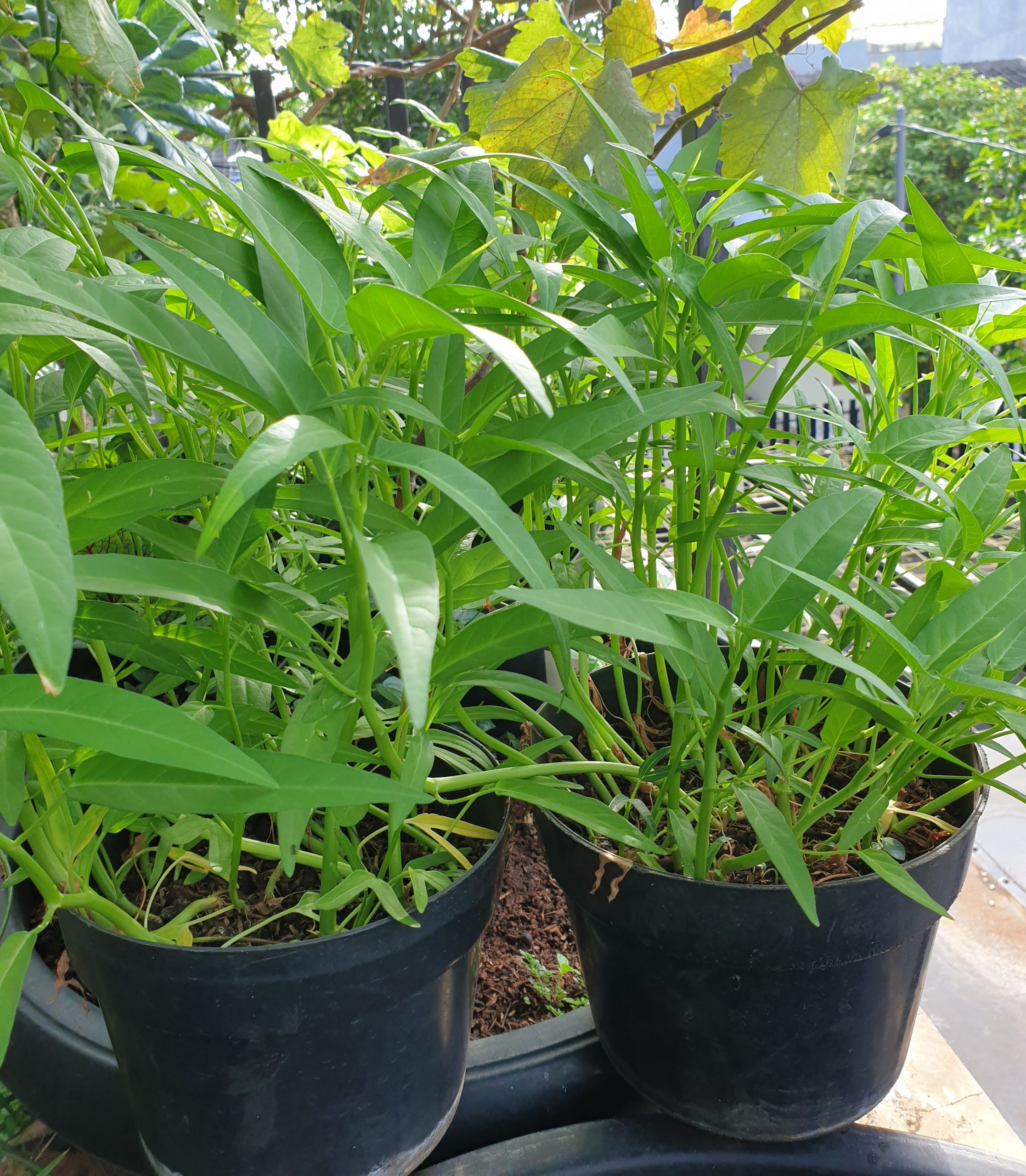 Tanaman Kangkung